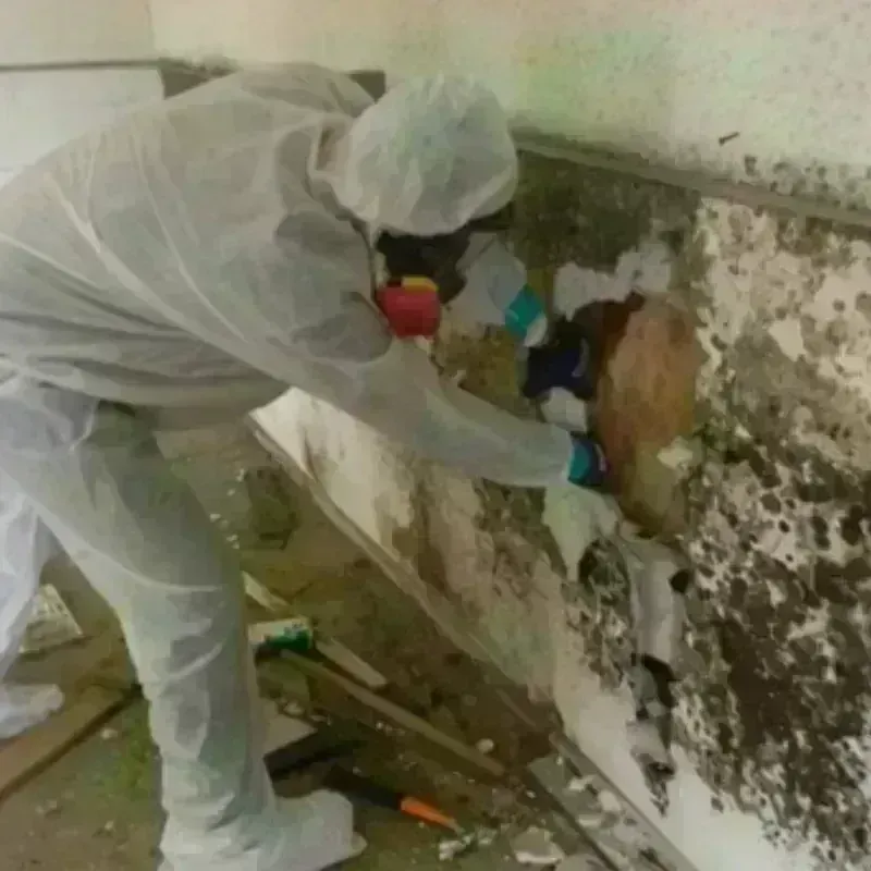 Mold Remediation and Removal in Wahpeton, ND